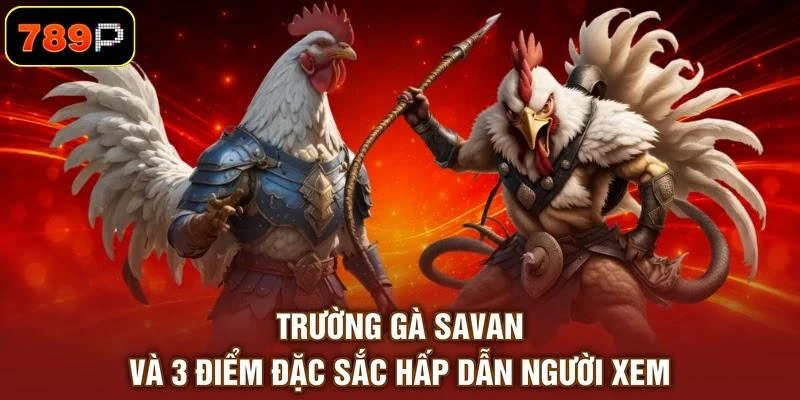 Trường Gà Savan Và 3 Điểm Đặc Sắc Hấp Dẫn Người Xem 1 Trường Gà Savan Và 3 Điểm Đặc Sắc Hấp Dẫn Người Xem